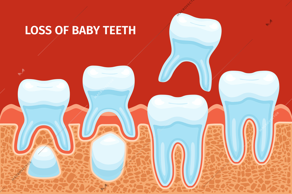 Milk teeth anatomy background with composition of editable text and profile view of infants jaw development vector illustration