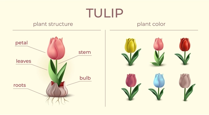 3d leaf flower infographics with editable text captions and isolated icons of colorful tulip plant structure vector illustration