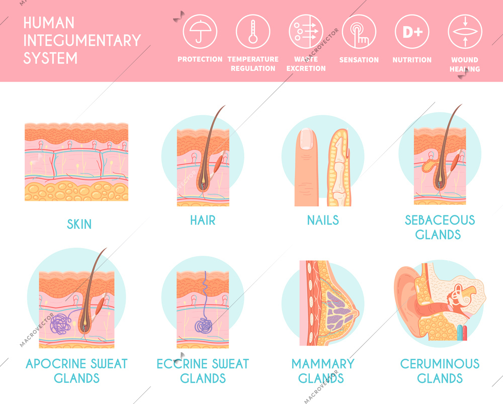 Human integumentary system infographics depicting cross section of human skin with hair follicle blood vessels and glands flat vector illustration