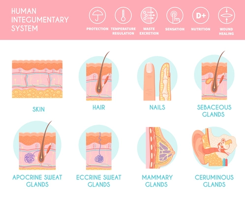 Human integumentary system infographics depicting cross section of human skin with hair follicle blood vessels and glands flat vector illustration