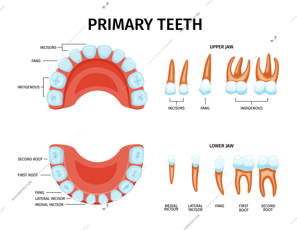 Baby teeth anatomy set with isolated icons of upper and lower jaws with editable text captions vector illustration