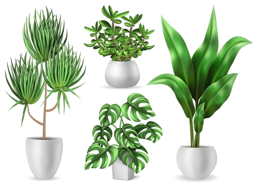 Houseplants set with green leaves realistic isolated vector illustration