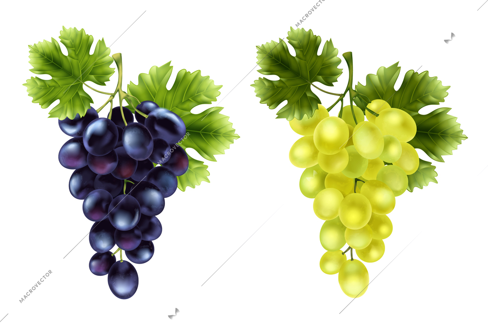 Realistic grape set with two isolated images of grape bunches with blue and green vine berries vector illustration