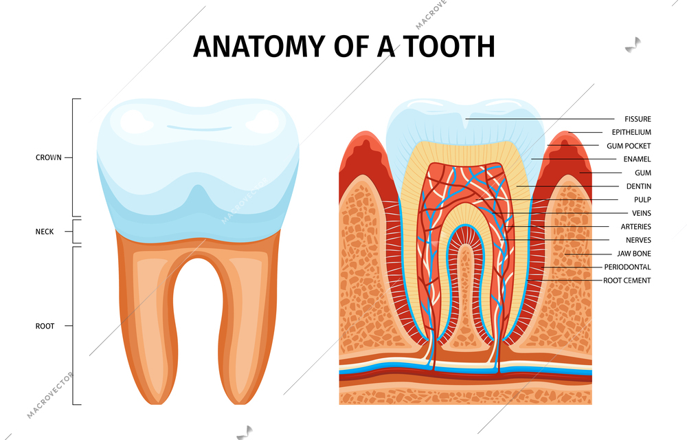 Teeth anatomy infographics with editable text captions pointing to sectional tooth with veins dentin and enamel vector illustration