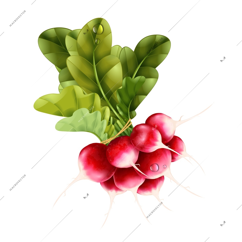 Radish realistic concept with organic food symbols vector illustration