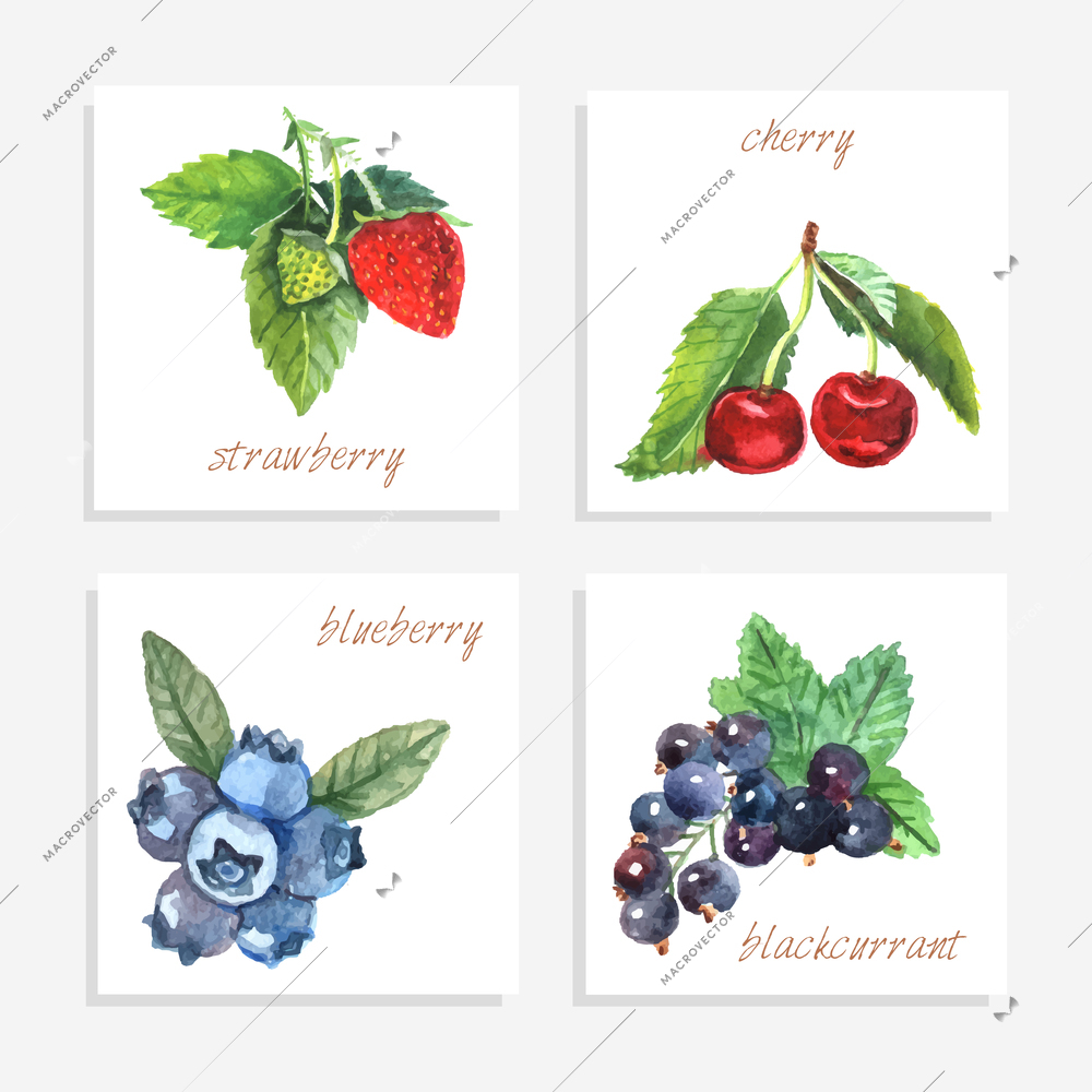Berry paper cards with watercolor strawberry cherry blueberry and black currant isolated vector illustration