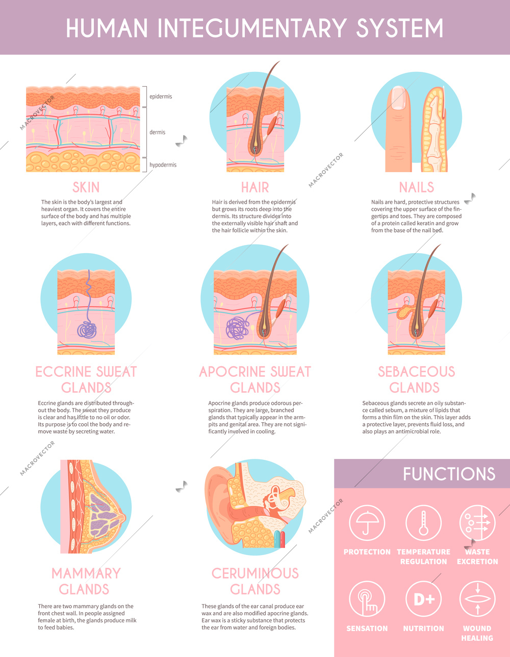 Human integumentary system infographics poster illustrating anatomy of skin hair sebaceous glands apocrine sweat glands flat vector illustration