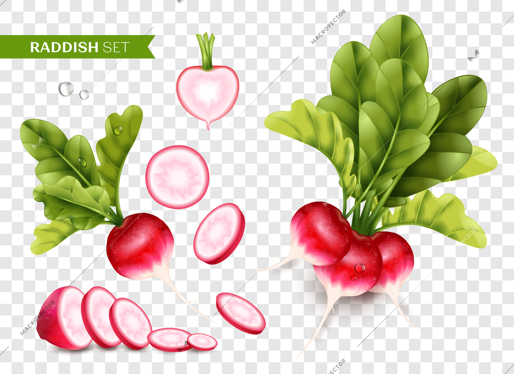 Radish realistic transparent set with healthy food symbols isolated vector illustration