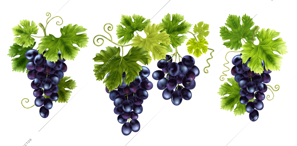 Realistic grape branches composition with set of vine clusters with fresh leaves isolated on blank background vector illustration