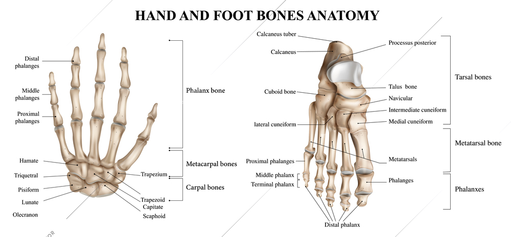 Human hand and foot anatomy realistic infographics on white background vector illustration