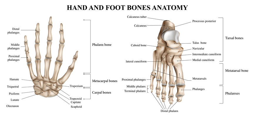 Human hand and foot anatomy realistic infographics on white background vector illustration