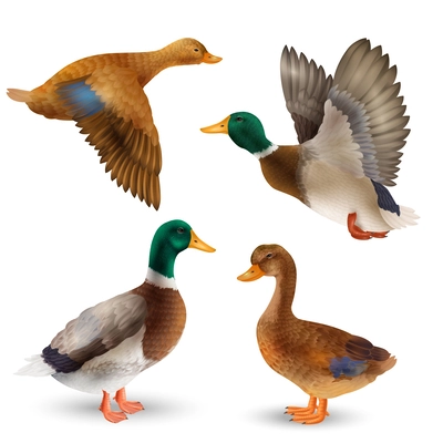 Realistic set of adult wild ducks and drakes on white background isolated vector illustration