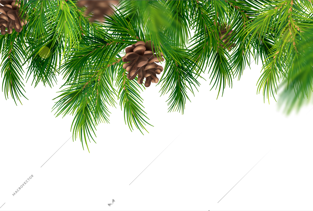 Realistic white background with coniferous tree branches and cones vector illustration
