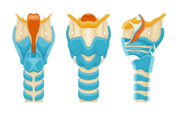 Realistic larynx anatomy set of three isolated views of trachea from different sides on blank background vector illustration