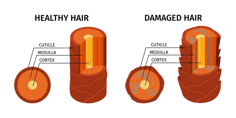 Realistic hair structure composition with isolated macro views of healthy and damaged cortex and cuticle conditions vector illustration