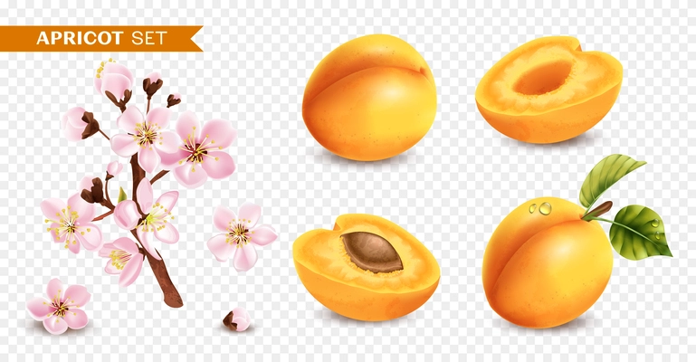 Realistic apricot flower branches set with transparent background and isolated image of flower blossom and fruits vector illustration