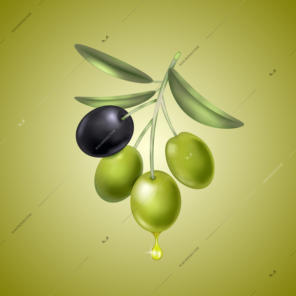 Realistic olive composition with bunch of berries hanging on stalks and shiny drop on gradient background vector illustration
