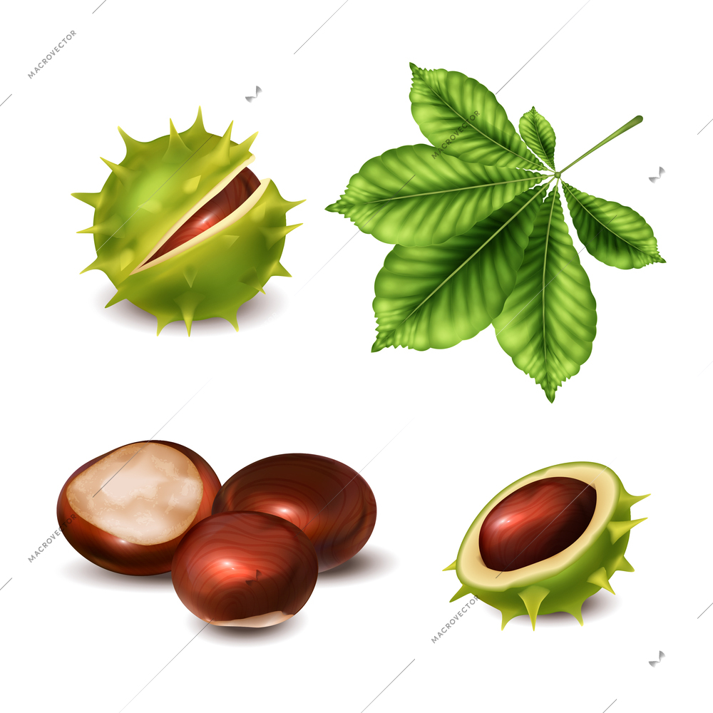 Realistic chestnut set of isolated images with inner and outer sides of shell and ripe leaf vector illustration