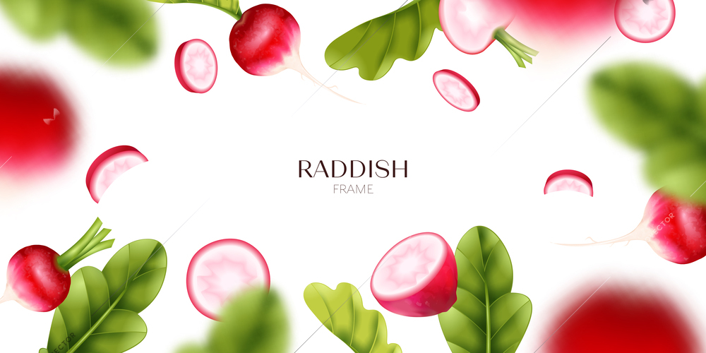 Radish realistic frame with healthy organic food symbols vector illustration