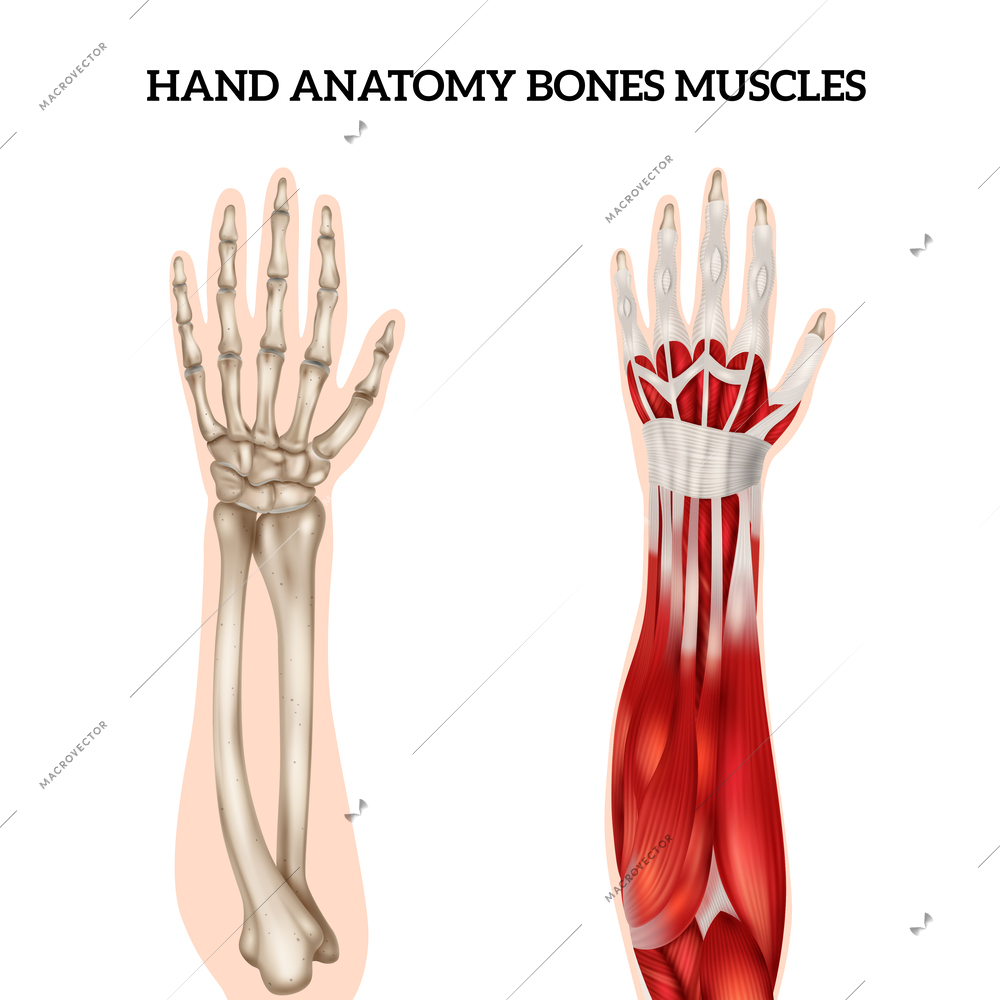 Hand anatomy realistic set with view of bones and muscles isolated on white background vector illustration