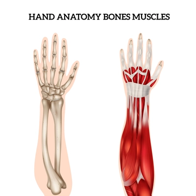 Hand anatomy realistic set with view of bones and muscles isolated on white background vector illustration