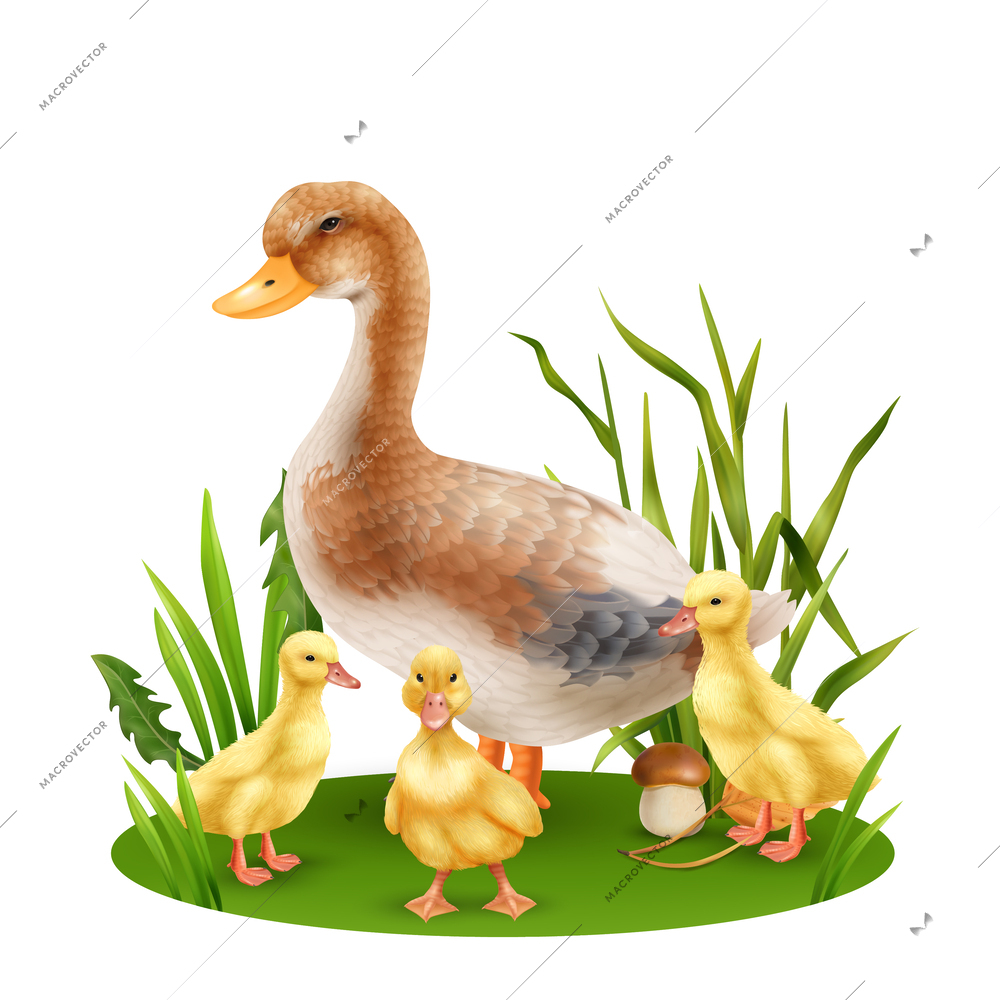 Realistic wild duck with three yellow ducklings in green grass vector illustration