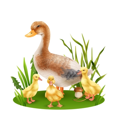 Realistic wild duck with three yellow ducklings in green grass vector illustration