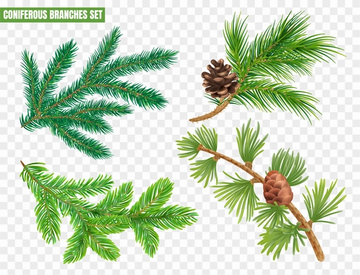 Realistic coniferous branches set with fir tree pin larch spruce isolated on transparent background vector illustration