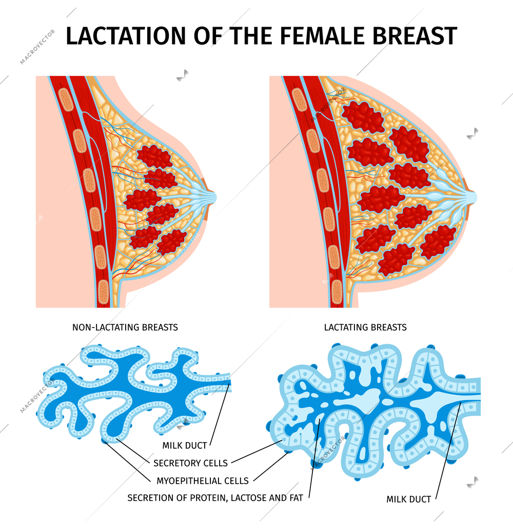 Female breast anatomy lactation composition with isolated profile views of breasts and milk duct cell spots vector illustration