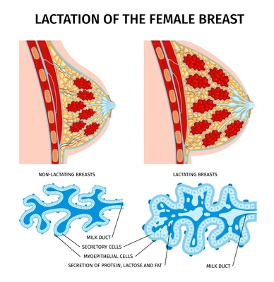 Female breast anatomy lactation composition with isolated profile views of breasts and milk duct cell spots vector illustration