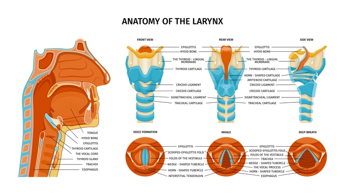 Larynx anatomy composition with anatomic views from various sides with colored parts and editable text captions vector illustration