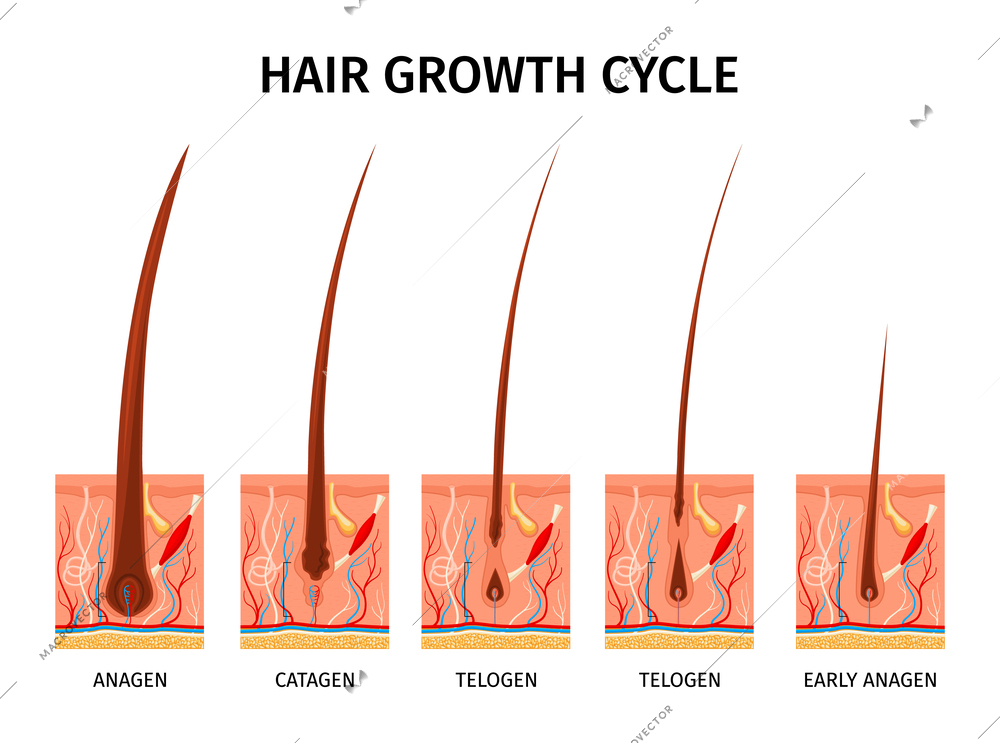 Realistic hair structure composition with isolated images representing growth cycle with capillary tubes and text captions vector illustration