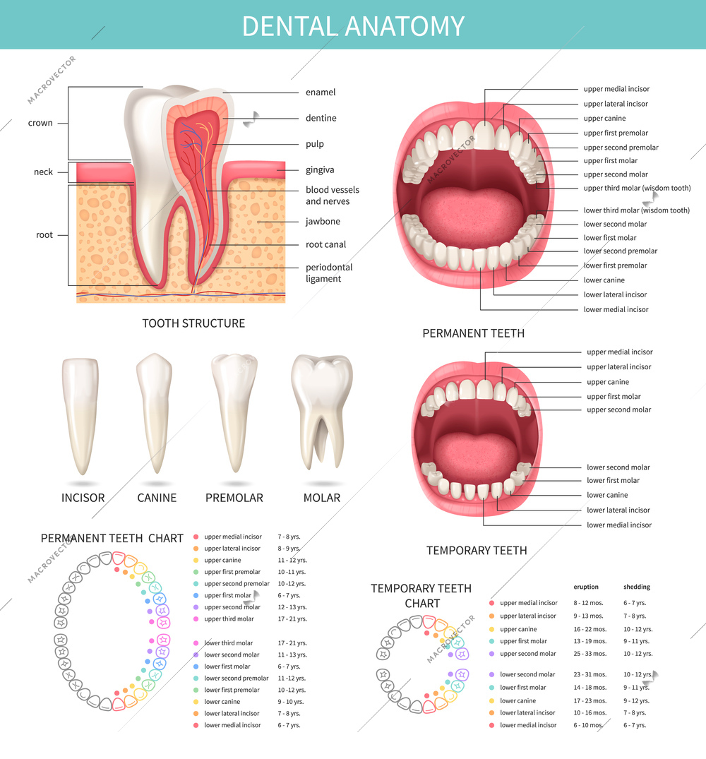 Human teeth realistic infographics set with dental anatomy charts vector illustration