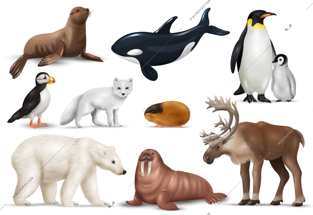 Arctic animals realistic set with puffin polar bear penguins reindeer lemming walrus seal orca whale and ice fox isolated vector illustration