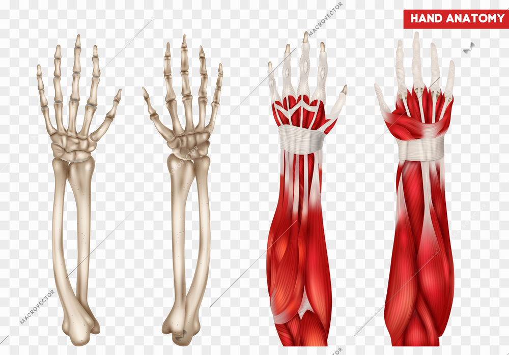 Human hand and forearm anatomy realistic set with bones and muscles isolated vector illustration