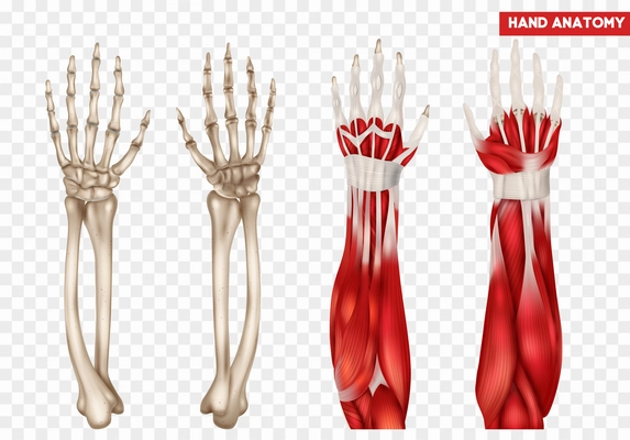 Human hand and forearm anatomy realistic set with bones and muscles isolated vector illustration