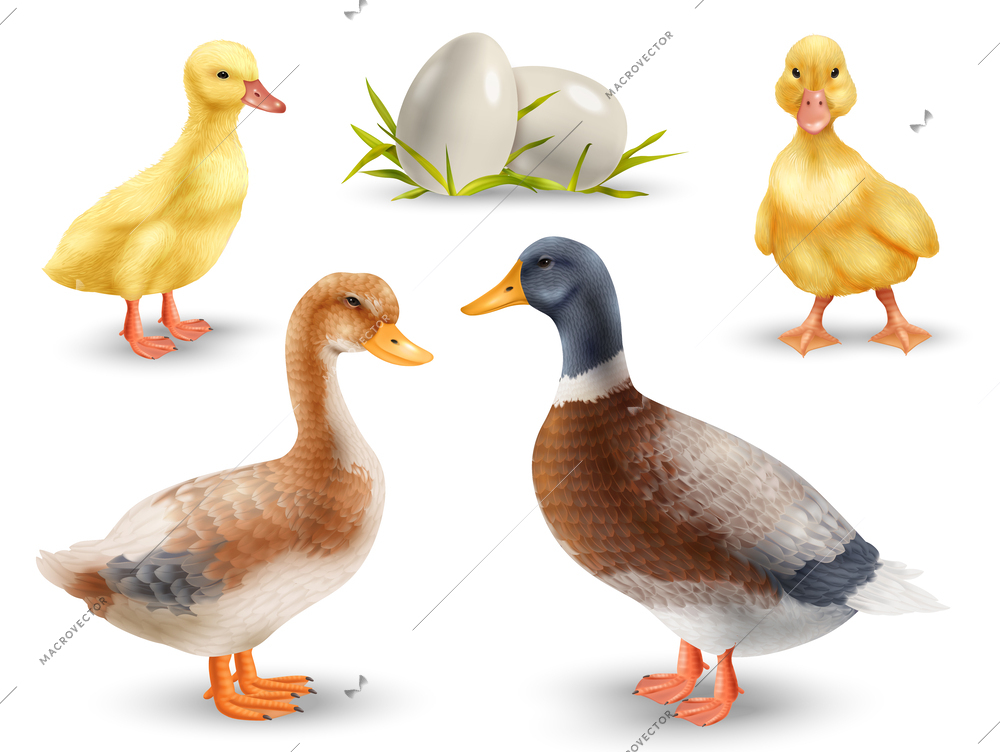 Adult ducks with cute yellow ducklings and eggs realistic set isolated vector illustration