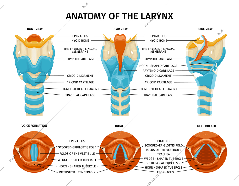 Larynx anatomy composition with set of isolated educational images with different side views of throat insides vector illustration