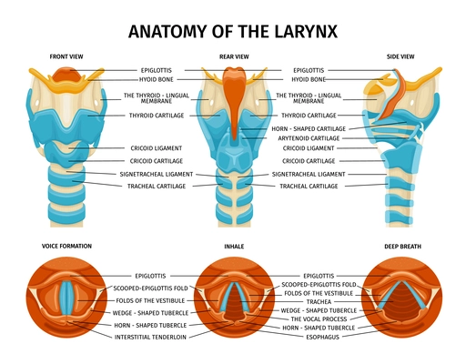 Larynx anatomy composition with set of isolated educational images with different side views of throat insides vector illustration