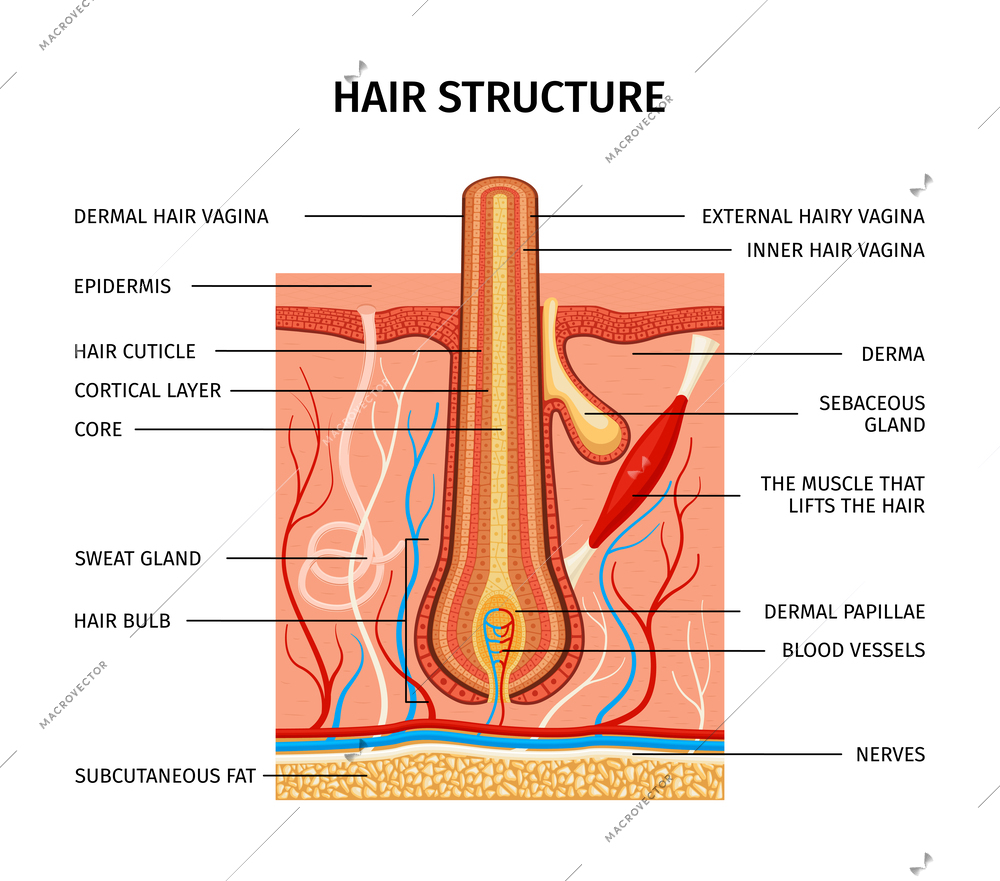 Realistic hair structure composition with set of text captions pointing to anatomic profile view hair image vector illustration