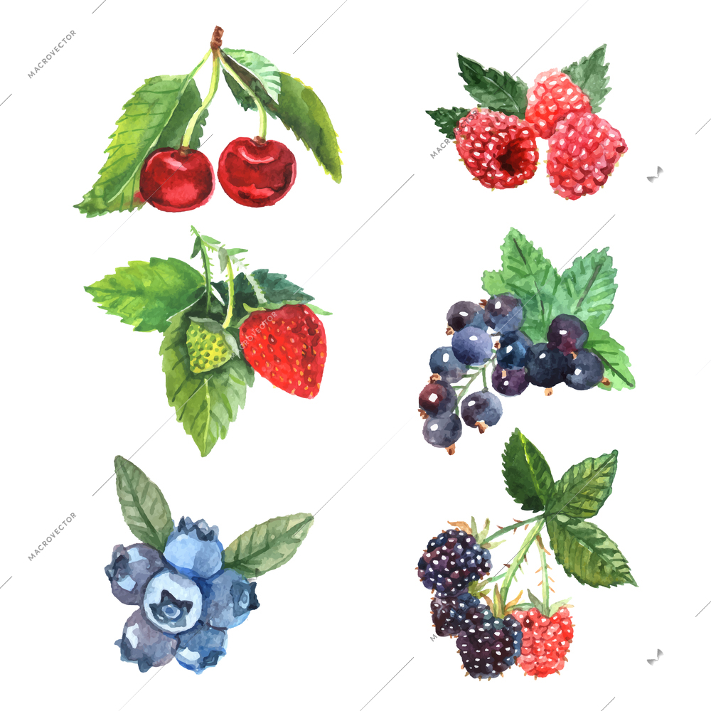 Watercolor berry set with cherry raspberry strawberry isolated vector illustration
