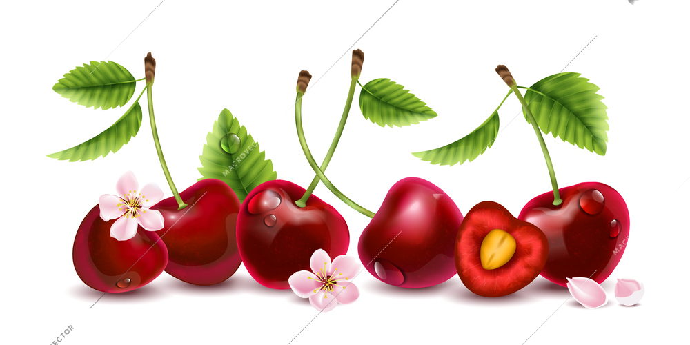 Realistic cherry composition with isolated view of few berries with stalks and flowers on blank background vector illustration