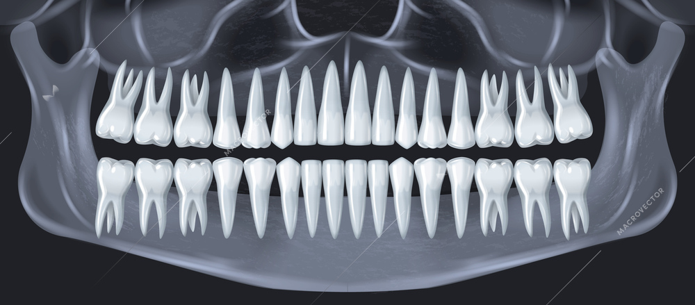 Human teeth dental anatomy concept with realistic jaw x-ray shot vector illustration