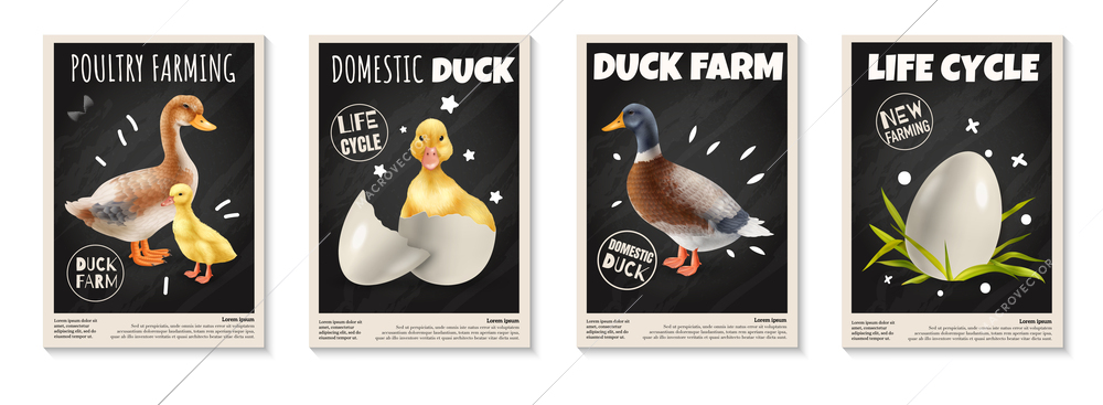 Domestic ducks life cycle poultry farming realistic vertical posters set isolated vector illustration