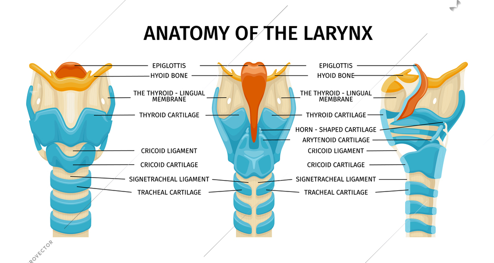 Larynx anatomy composition with three isolated profile views of trachea with text captions and colored images vector illustration