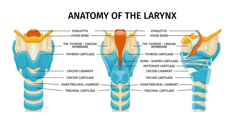 Larynx anatomy composition with three isolated profile views of trachea with text captions and colored images vector illustration