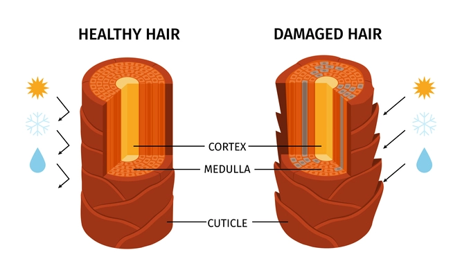 Realistic hair composition with isolated views of healthy and damaged stem with cortex medulla and cuticle vector illustration