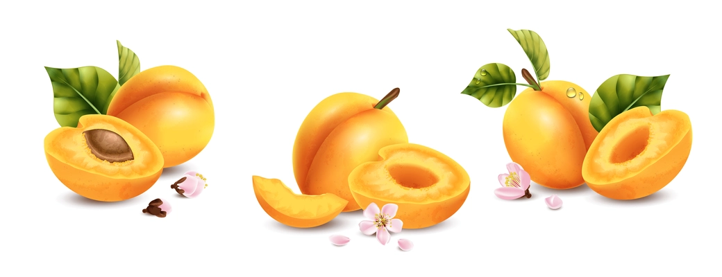 Realistic apricot compositions with isolated images of cuts and halves of fruits with flower petals leaves vector illustration