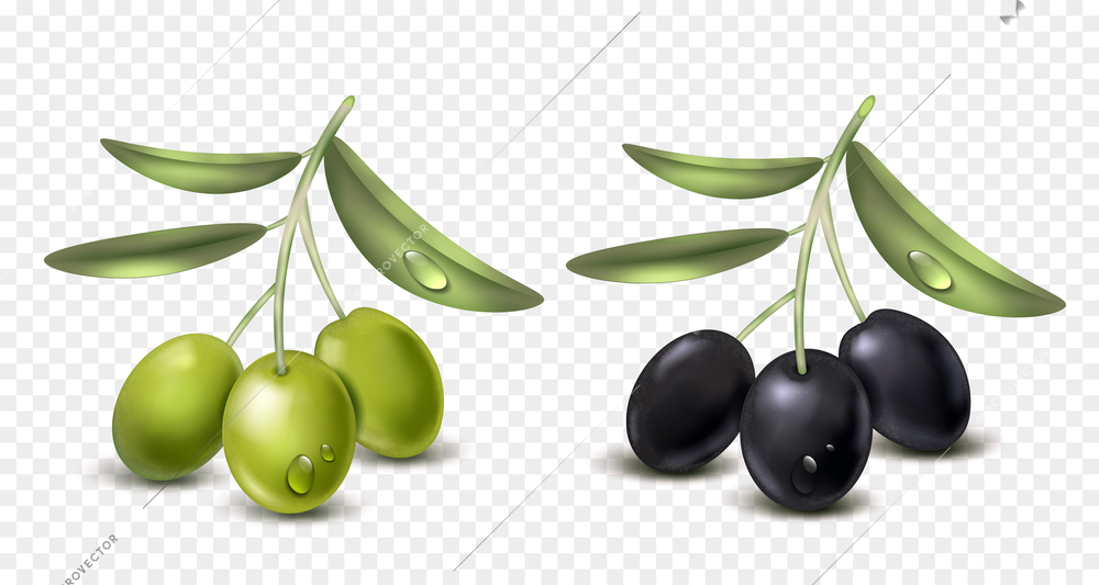 Realistic olive transparent set with isolated bunches of black and green berries with drops of water vector illustration