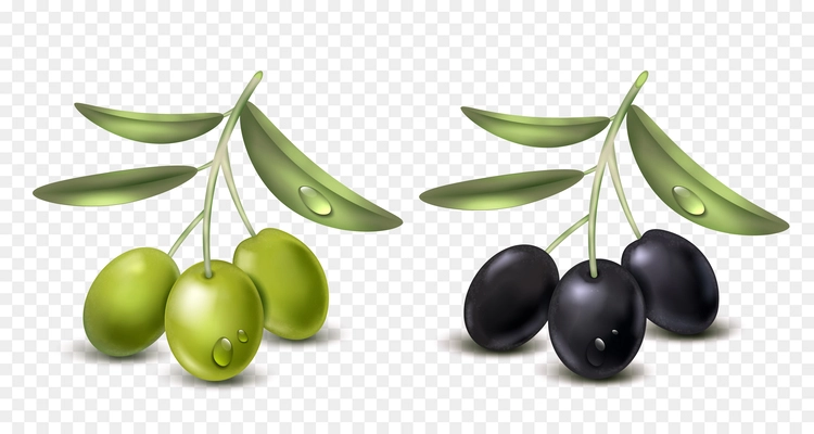 Realistic olive transparent set with isolated bunches of black and green berries with drops of water vector illustration
